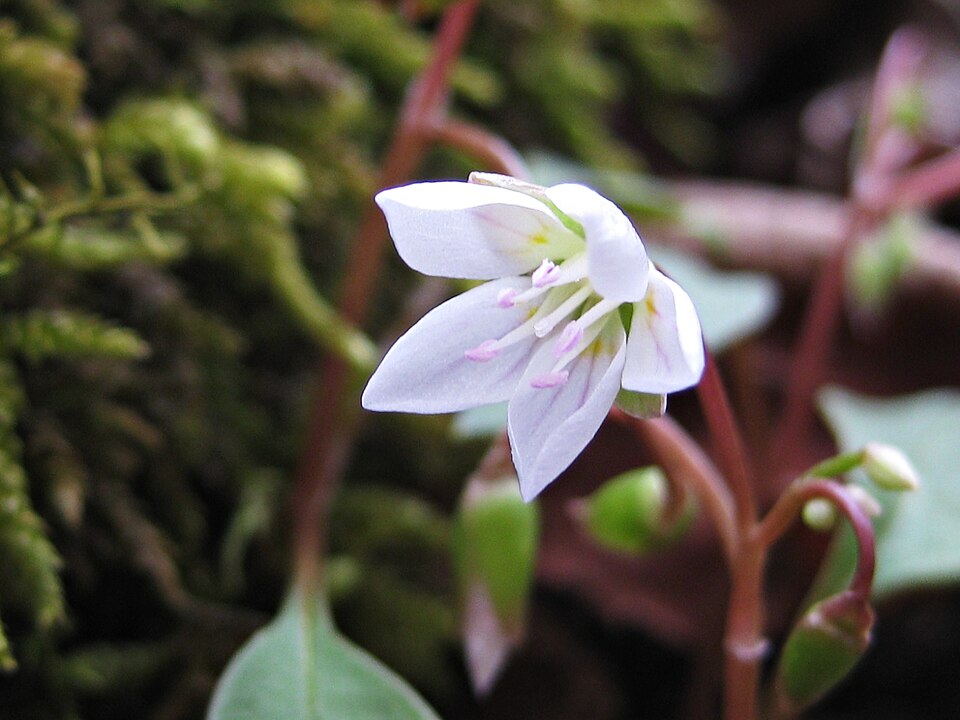 Claytonia caroliniana (Carolina Springbeauty) (alternate view 4)