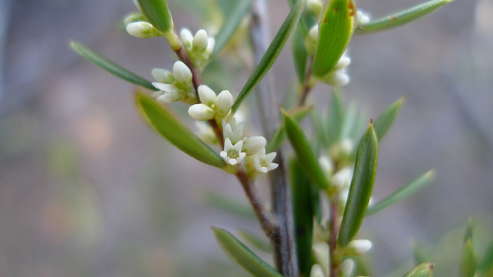Monotoca scoparia (Prickly Broom-heath) (alternate view 6)