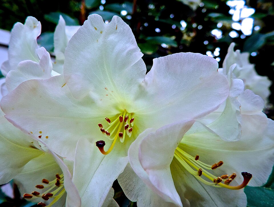 Rhododendron 'Unique' (Unique Rhododendron)