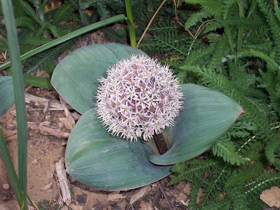 Allium karataviense 'Ivory Queen' (Ivory Queen Allium)