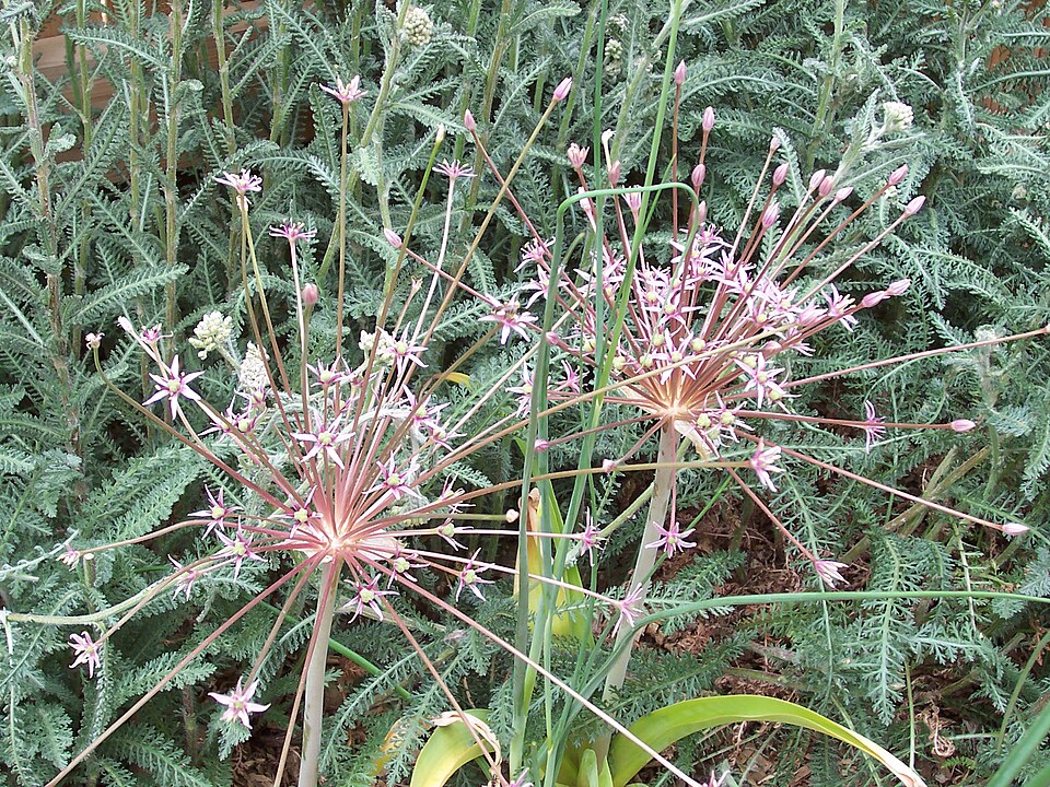 Allium schubertii (satellite onion) (alternate view 8)