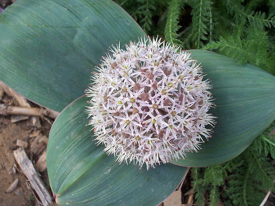Allium karataviense 'Ivory Queen' (Ivory Queen Allium) (alternate view 2)