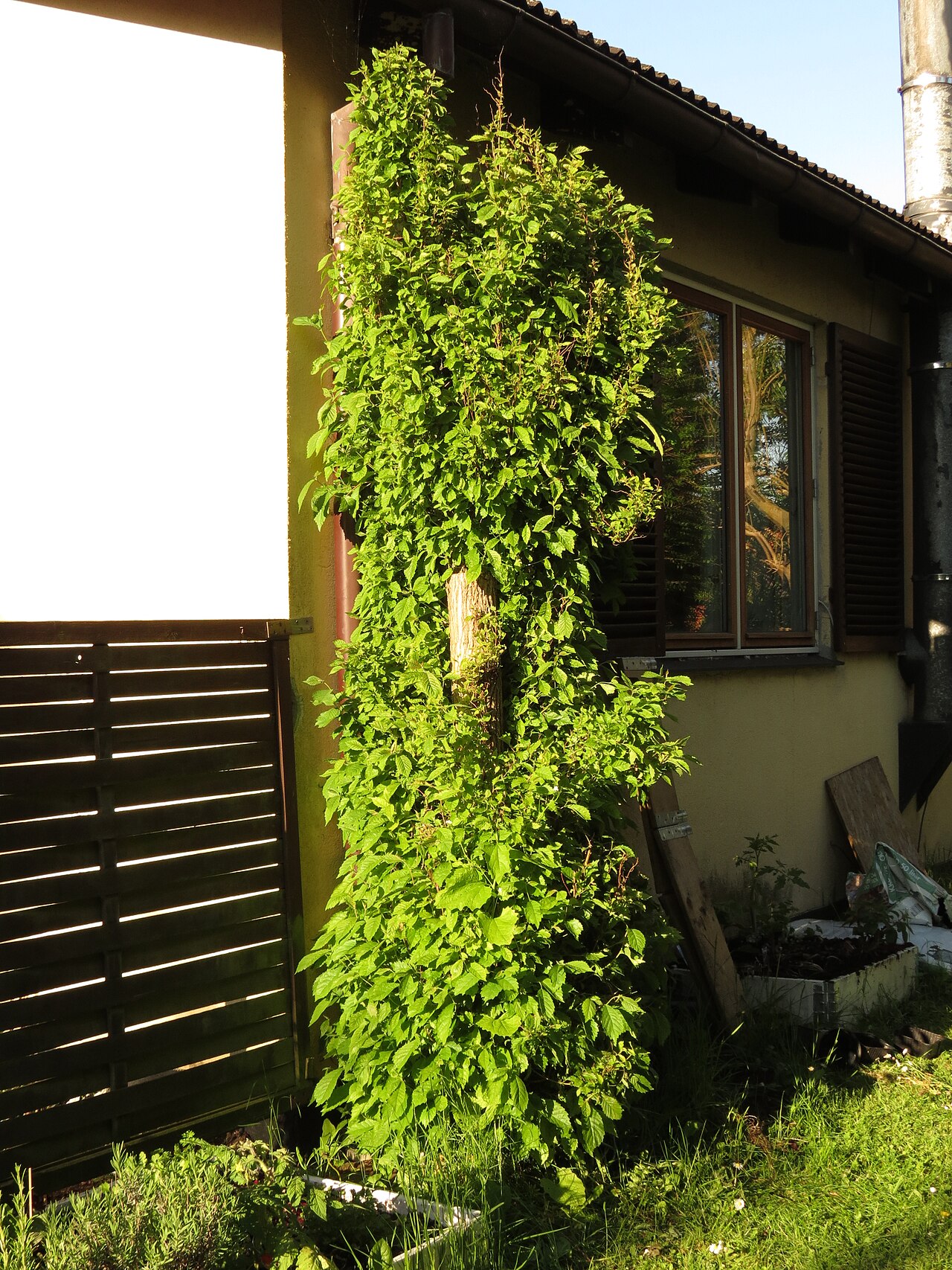 Ulmus glabra, Wych elm — spreading deciduous (Ulmaceae) (image 5 of 8)