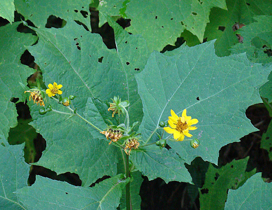 Smallanthus uvedalia (bear's foot) (alternate view 9)