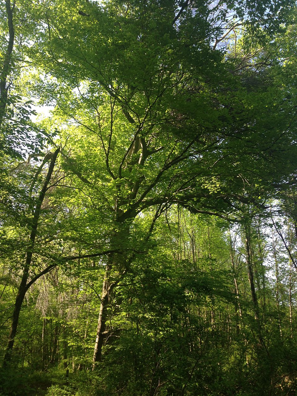 Fagus grandifolia (American Beech) (alternate view 10)