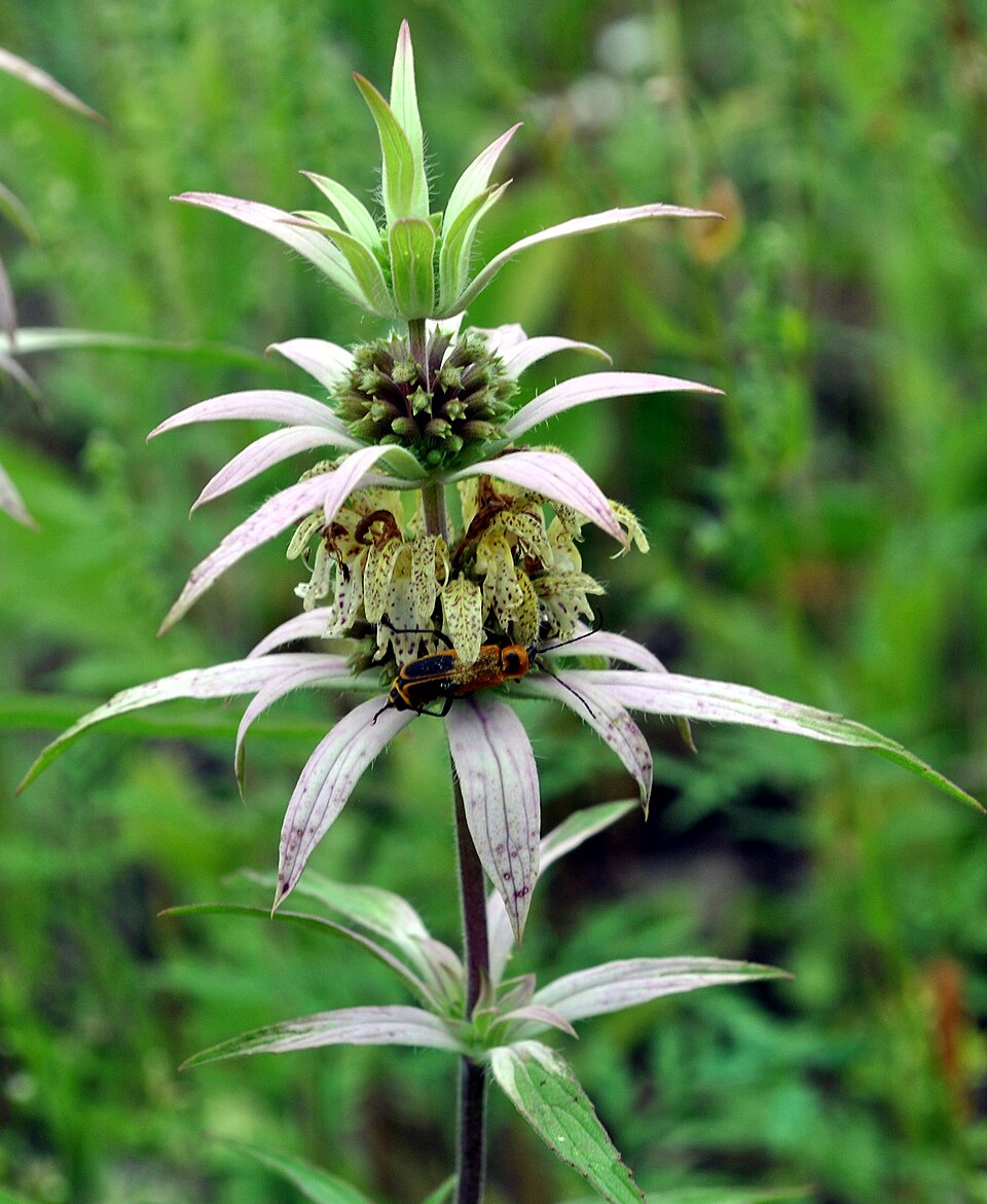Monarda punctata (spotted horsemint)