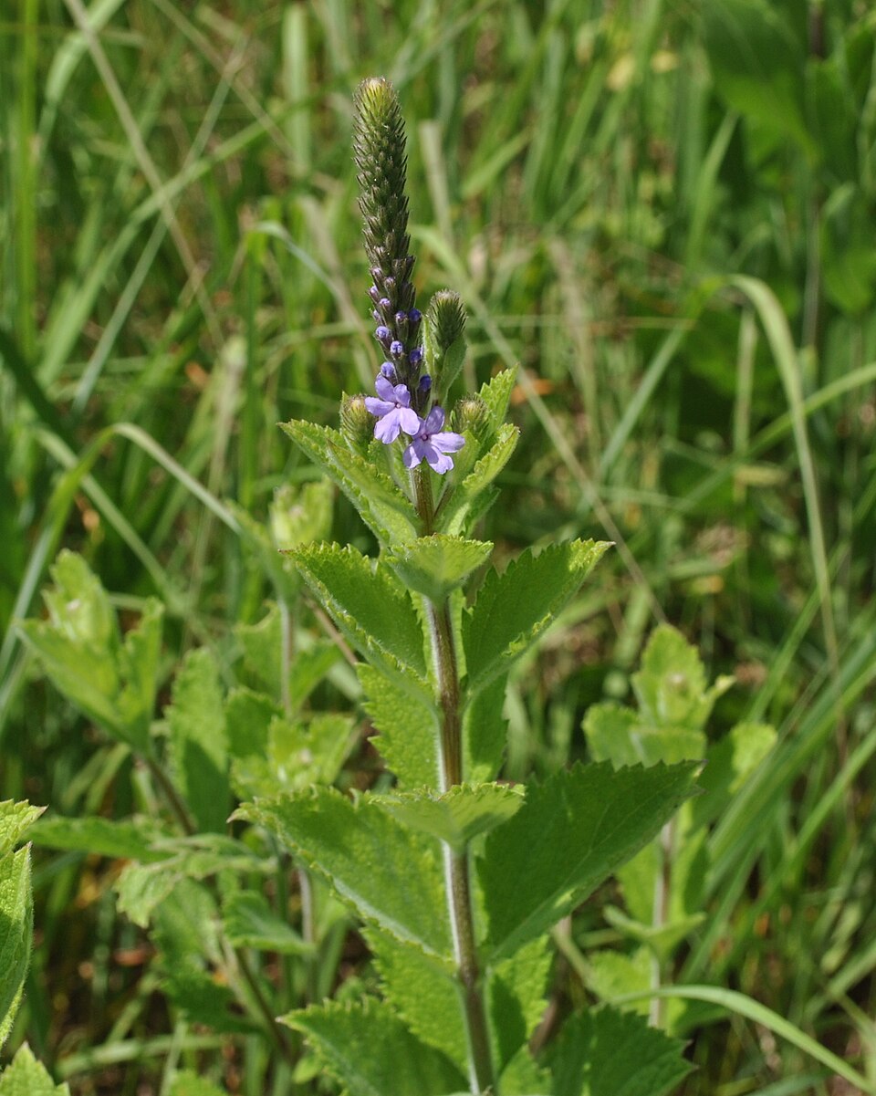 Verbena stricta (hoary vervain) (alternate view 10)