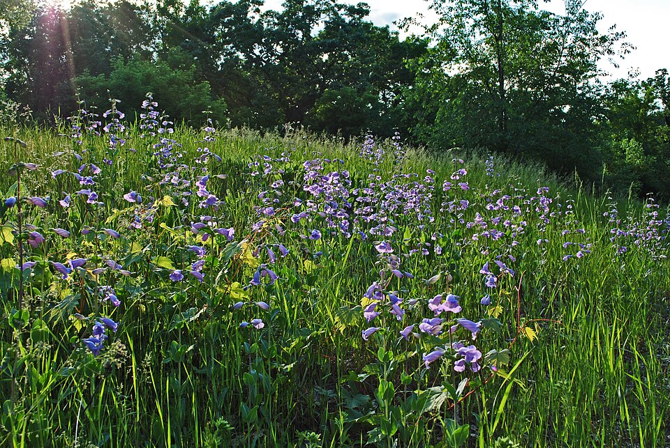 Penstemon cobaea (cobaea beardtongue) (alternate view 4)