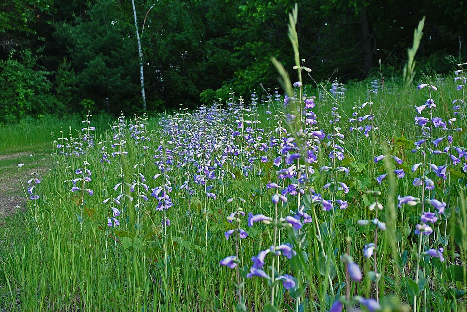 Penstemon cobaea (cobaea beardtongue) (alternate view 5)