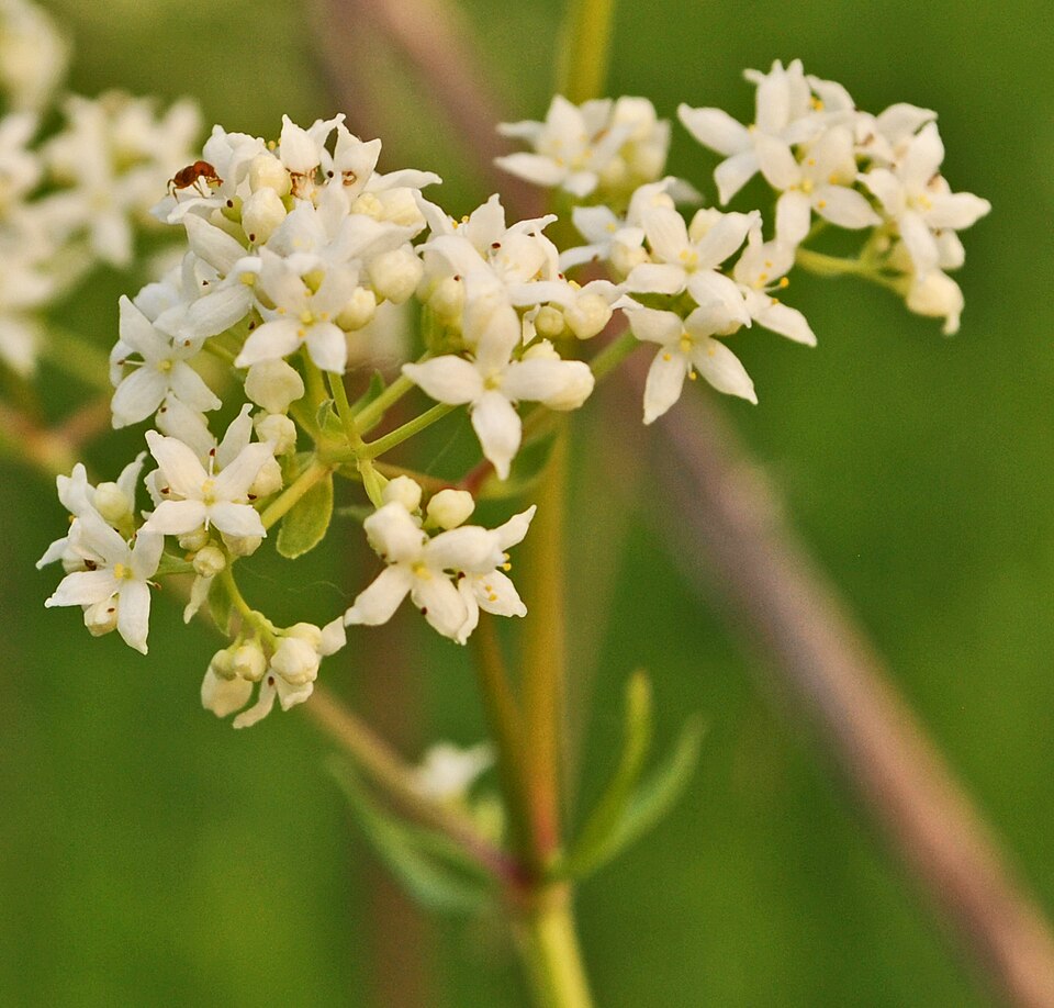 Galium boreale (Northern Bedstraw)