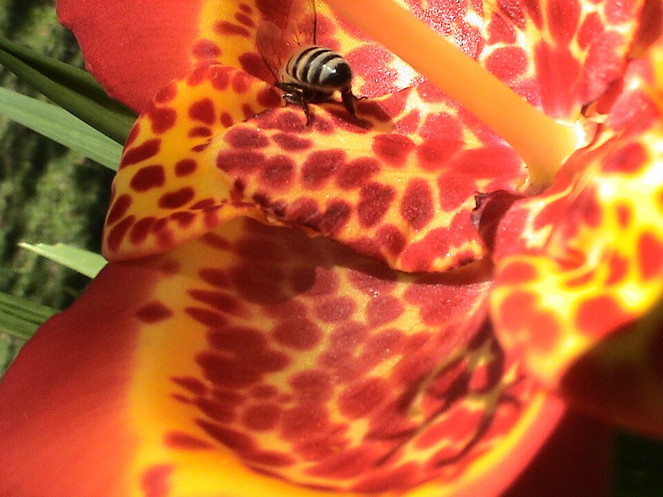 Tigridia pavonia (Mexican shell flower) (alternate view 6)