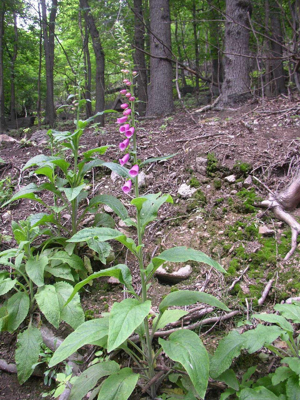 Digitalis purpurea (common foxglove) (alternate view 10)