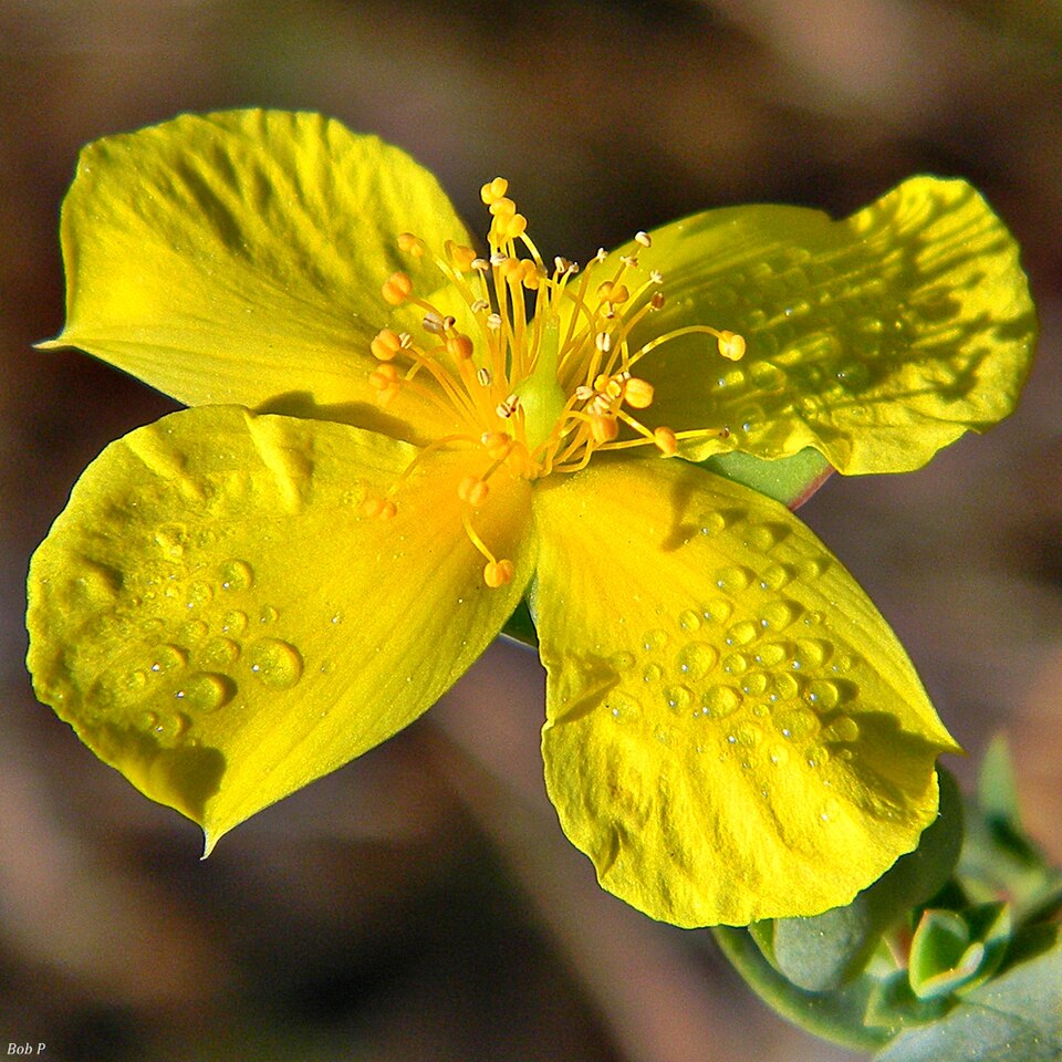 Hypericum tetrapetalum (fourpetal St. Johnswort) (alternate view 10)