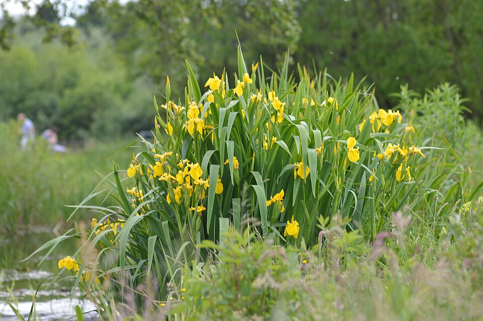Iris pseudacorus (Yellow Iris)