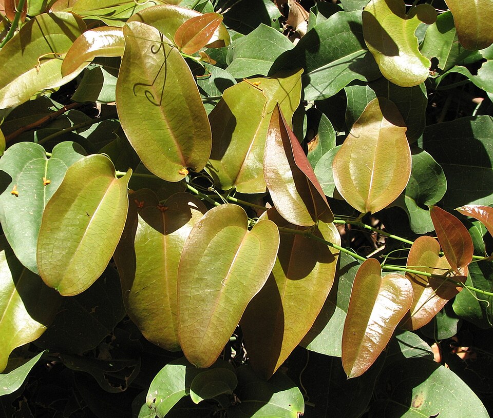 Smilax australis (Austral Sarsaparilla)