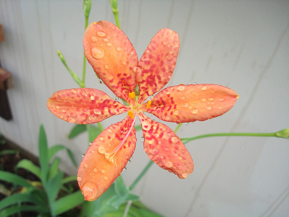 Iris domestica (Blackberry Lily) (alternate view 7)