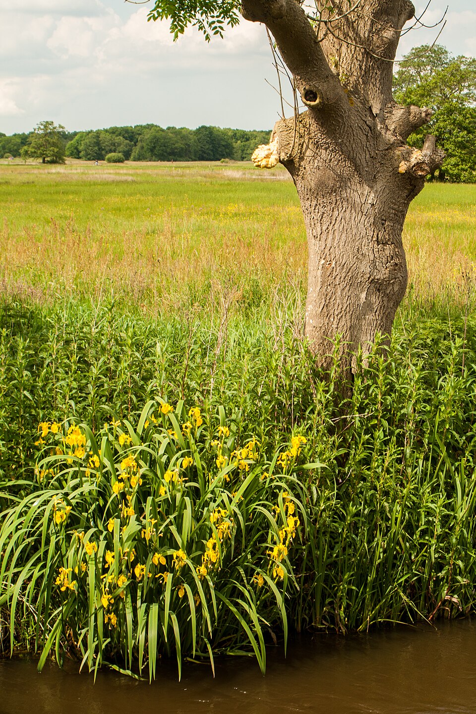 Iris pseudacorus (Yellow Iris)