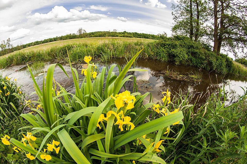 Iris pseudacorus (Yellow Iris)