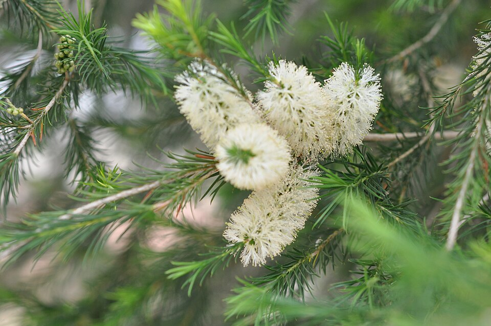 Melaleuca armillaris (Bracelet Honey-myrtle) (alternate view 3)