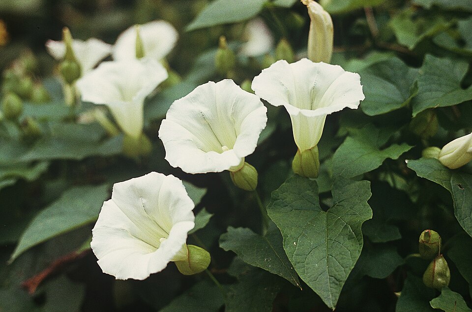 Calystegia silvatica (large bindweed)