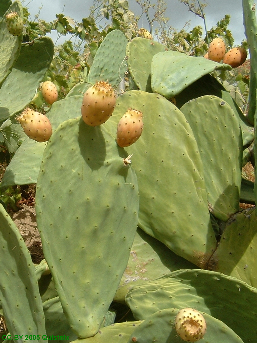Opuntia ficus-indica (Prickly Pear Cactus) (alternate view 4)