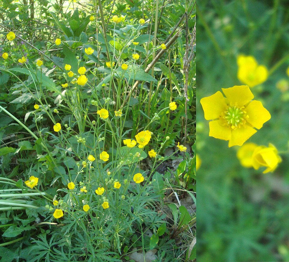Ranunculus auricomus (Goldilocks Buttercup)