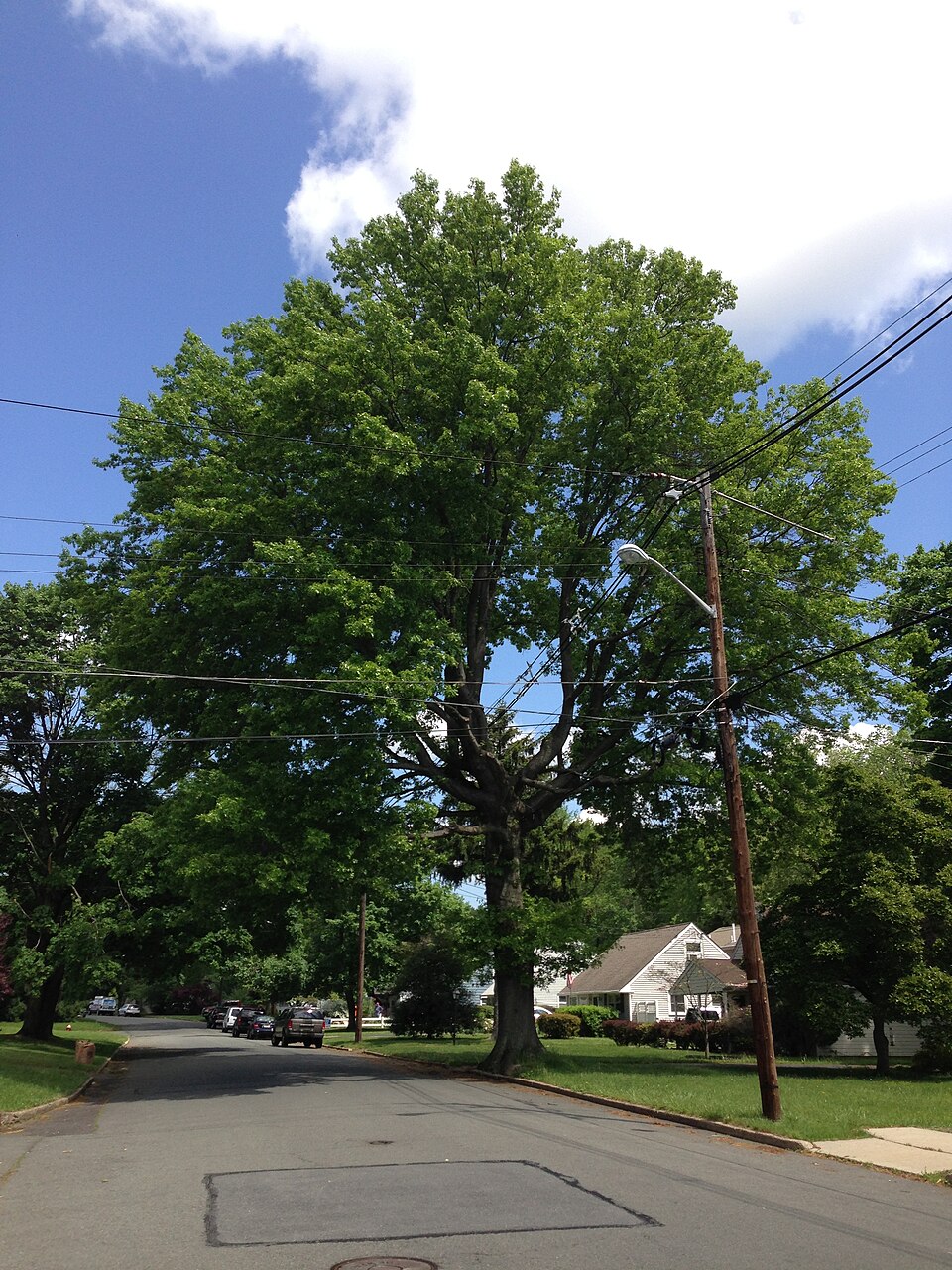 Quercus palustris (pin oak) (alternate view 5)