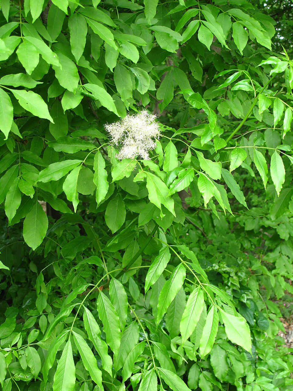 Fraxinus ornus (flowering ash, manna ash) (alternate view 6)