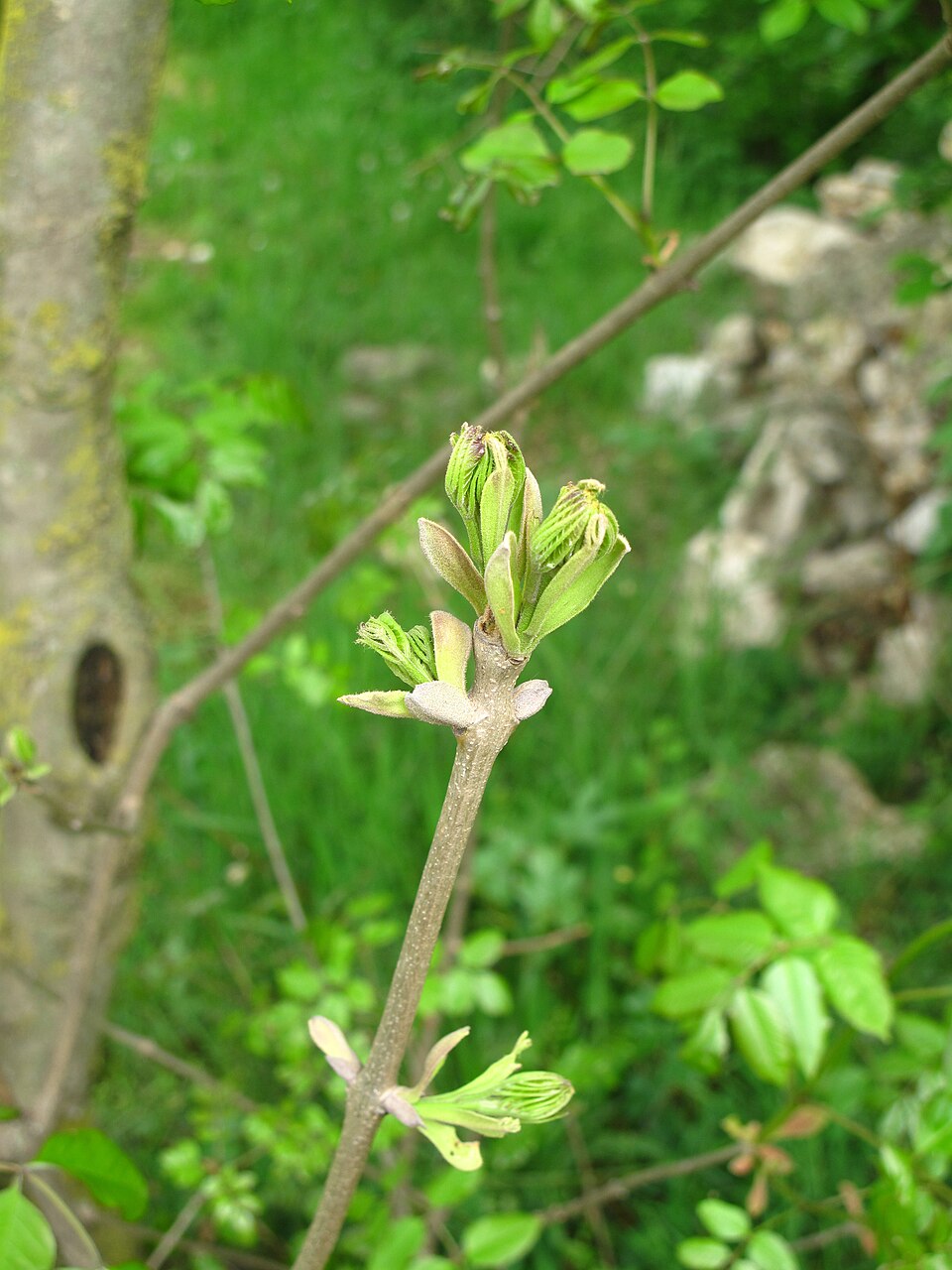 Fraxinus ornus (flowering ash, manna ash) (alternate view 7)