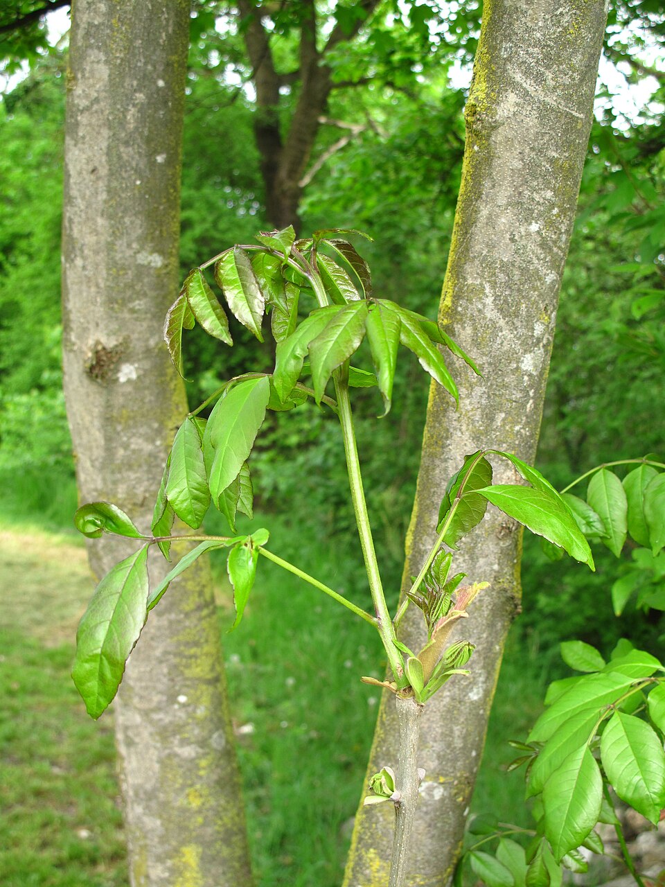 Fraxinus ornus (flowering ash, manna ash) (alternate view 8)