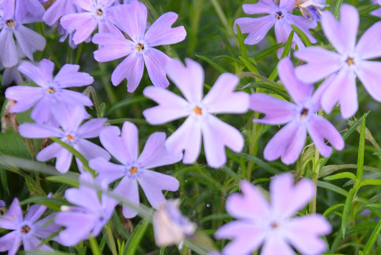 Phlox subulata, Creeping phlox — spreading evergreen (Polemoniaceae) (image 9 of 10)