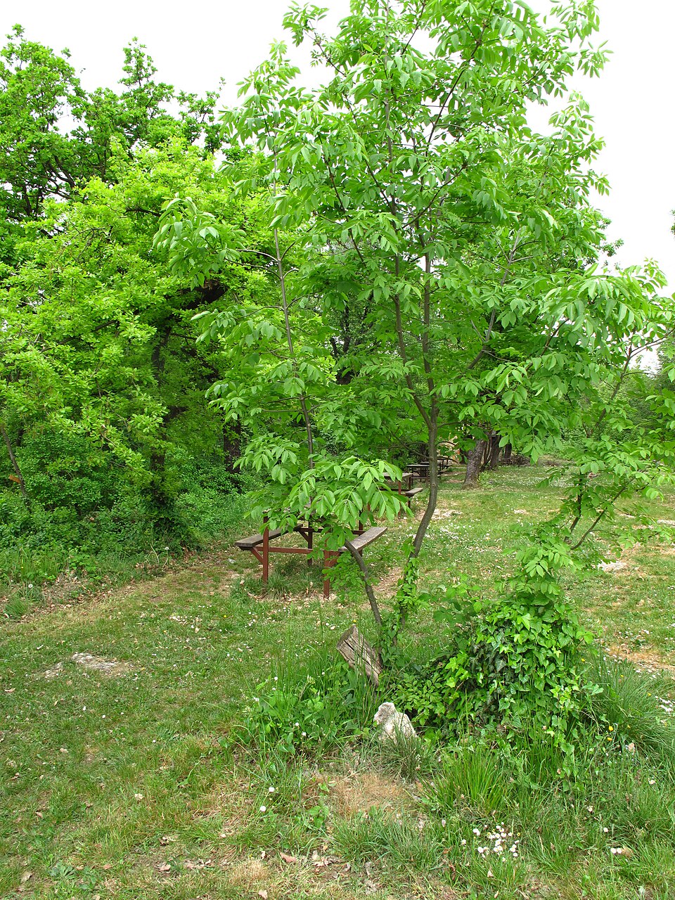 Fraxinus ornus (flowering ash, manna ash) (alternate view 9)