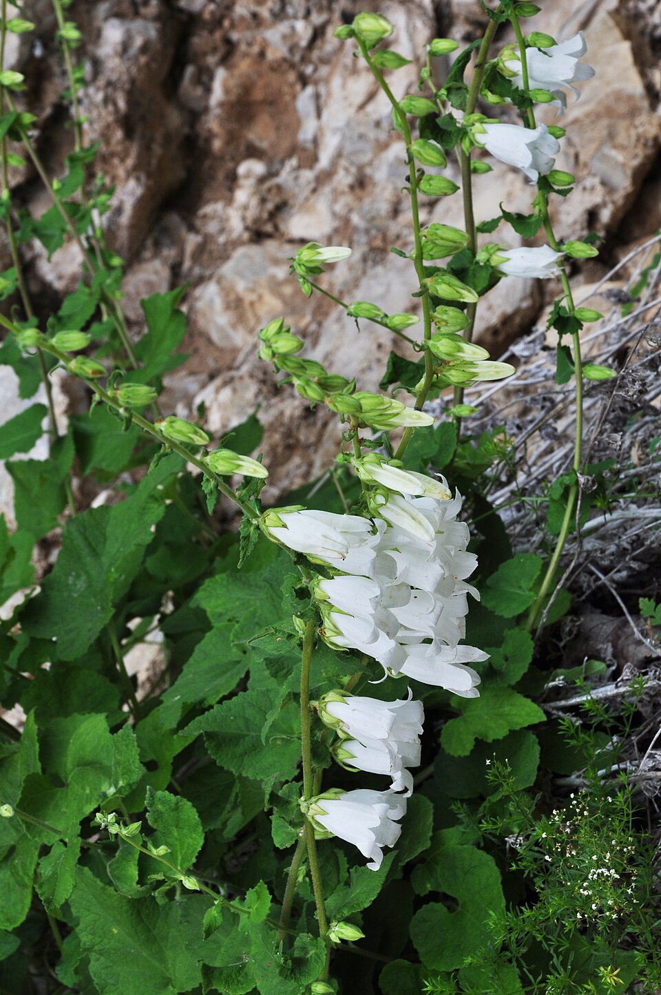 Campanula trachelium (Nettle-leaved Bellflower)