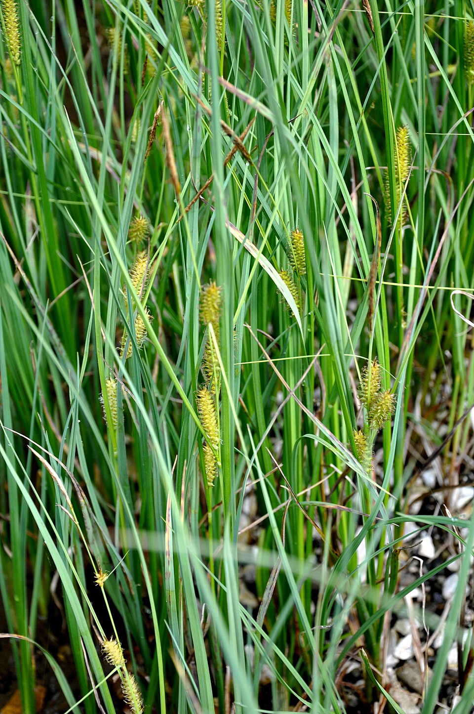 Carex hirta (hairy sedge)