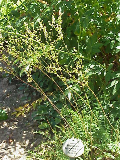 Filipendula vulgaris (Dropwort)