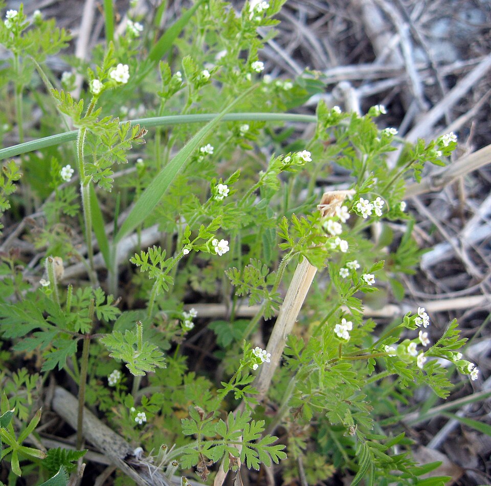 Chaerophyllum tainturieri (Tainturier's chervil) (alternate view 6)