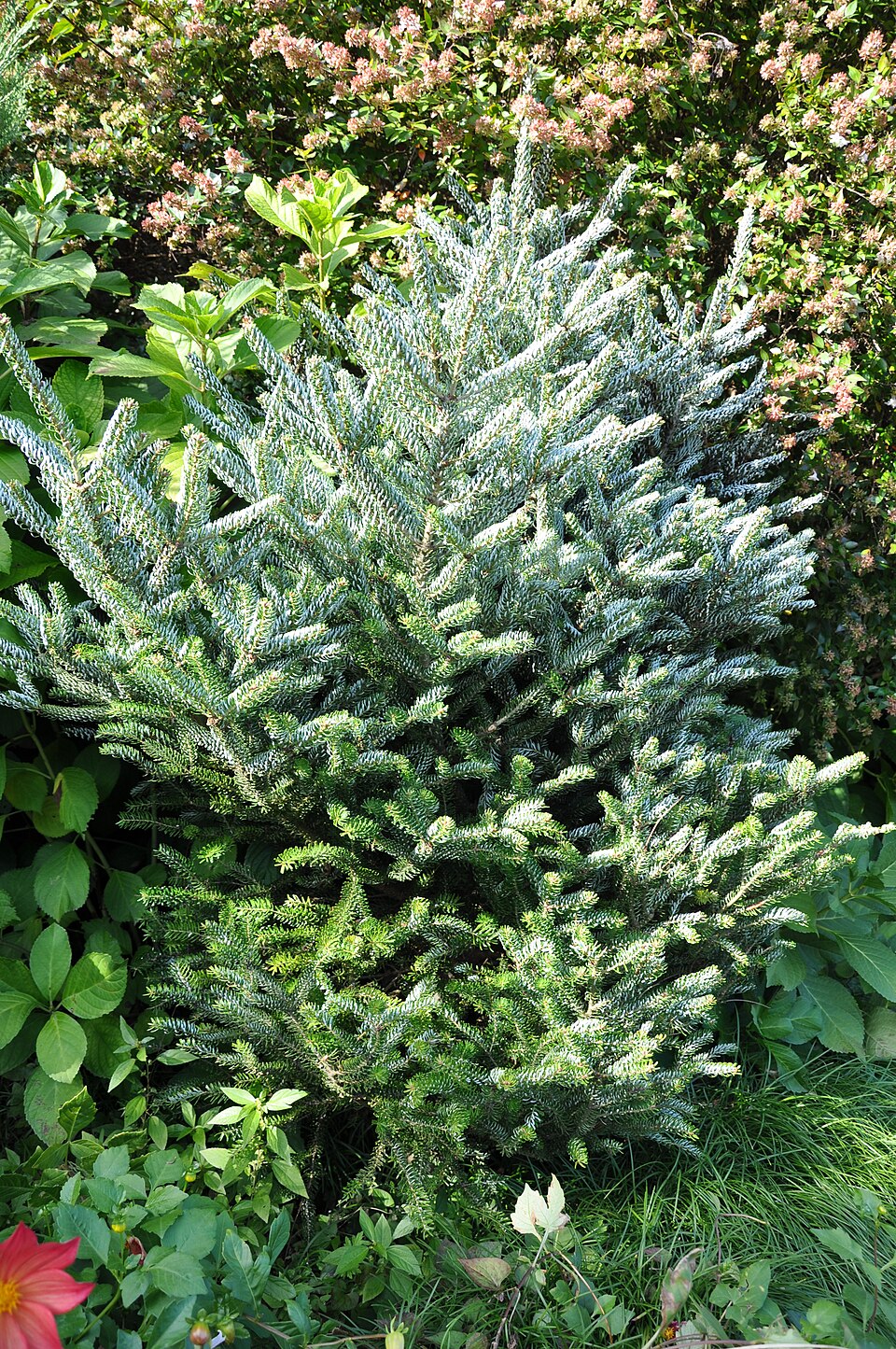 Abies koreana 'Silberlocke' (Silberlocke Korean Fir) (alternate view 2)