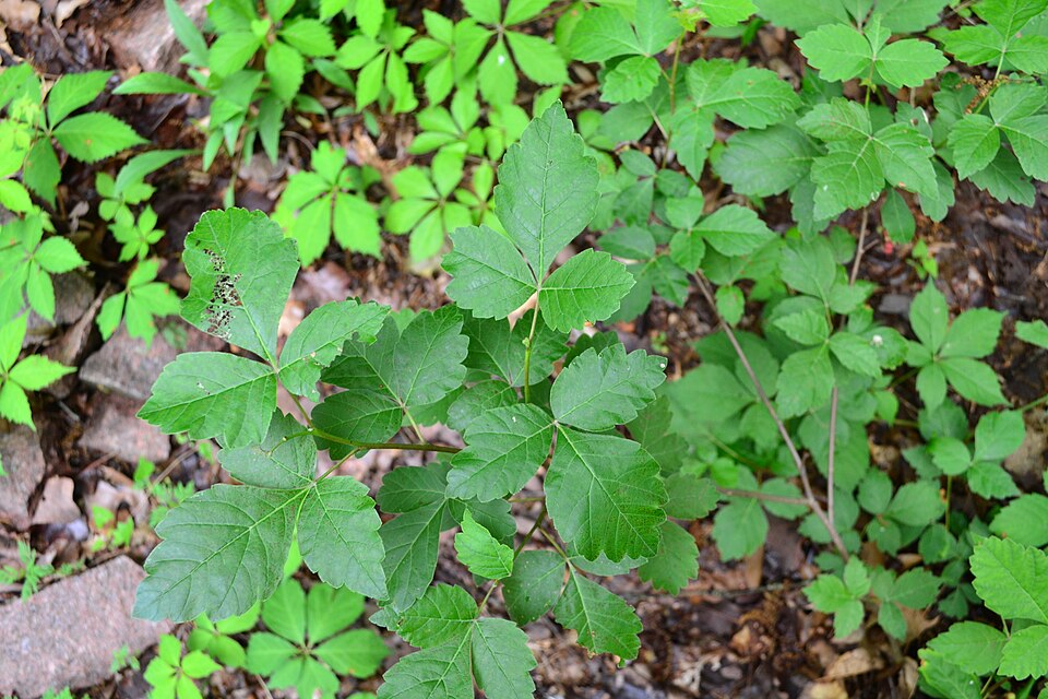 Rhus aromatica (fragrant sumac)