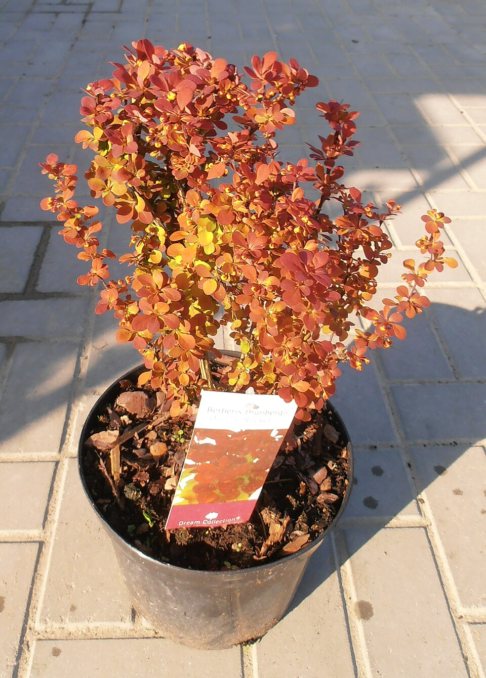 Berberis thumbergii 'Orange Rocket' (Orange Rocket Barberry)