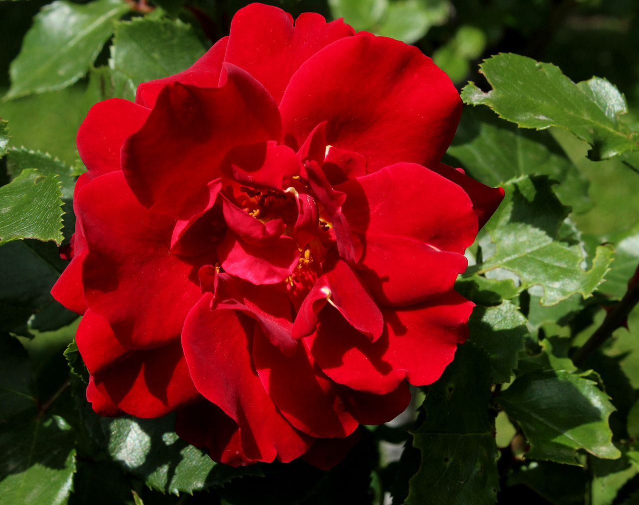 Rosa 'Knock Out', Knock Out rose — mounding deciduous (Rosaceae) (image 8 of 10)