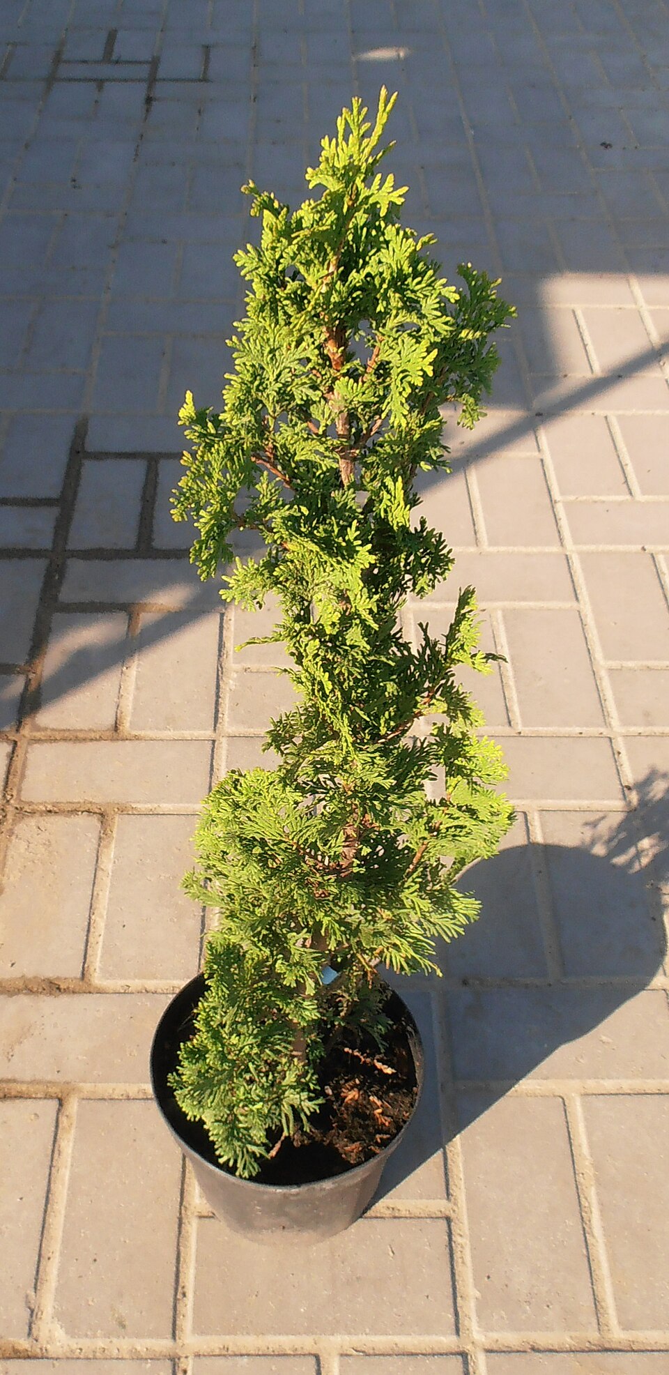 Thuja occidentalis 'Degroot's Spire' (Degroot's Spire Thuja)