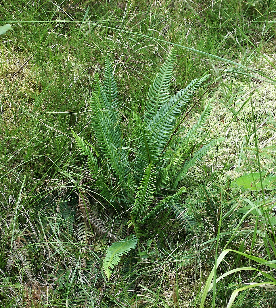 Struthiopteris spicant (deer fern) (alternate view 7)