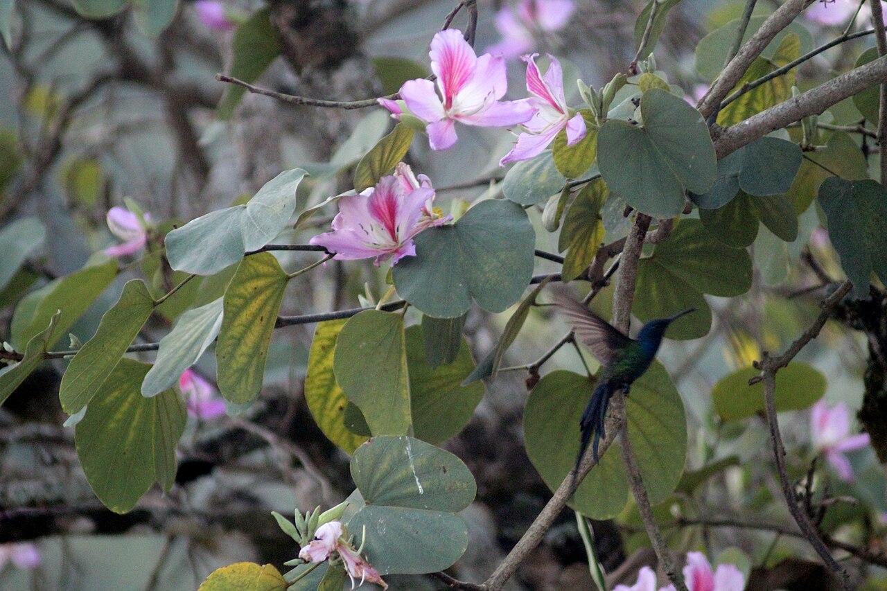 Bauhinia variegata, Orchid tree — spreading deciduous (Fabaceae) (image 6 of 10)