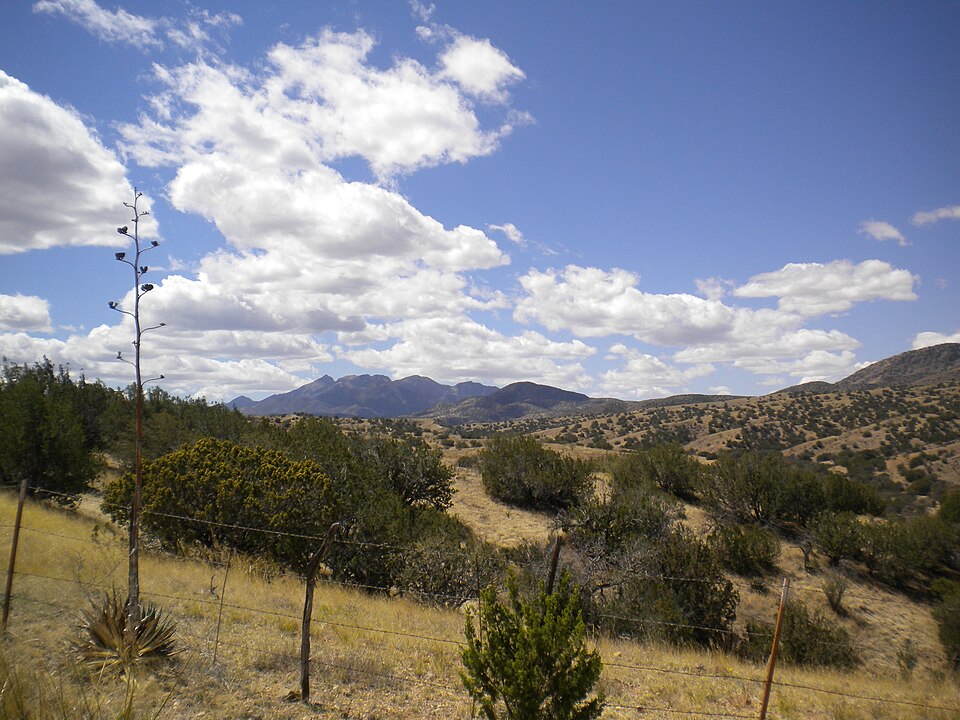 Agave americana (Century Plant) (alternate view 5)