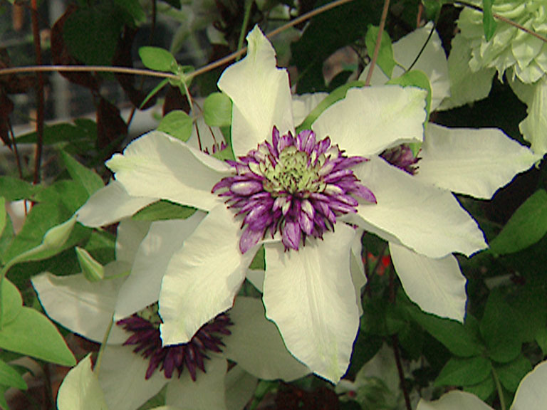 Clematis florida, Passion flower clematis — climbing semi-evergreen (Ranunculaceae) (image 1 of 6)