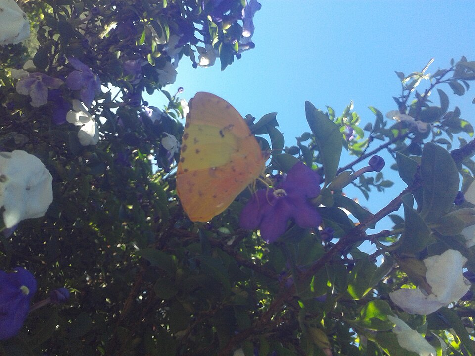 Brunfelsia (raintrees) (alternate view 6)