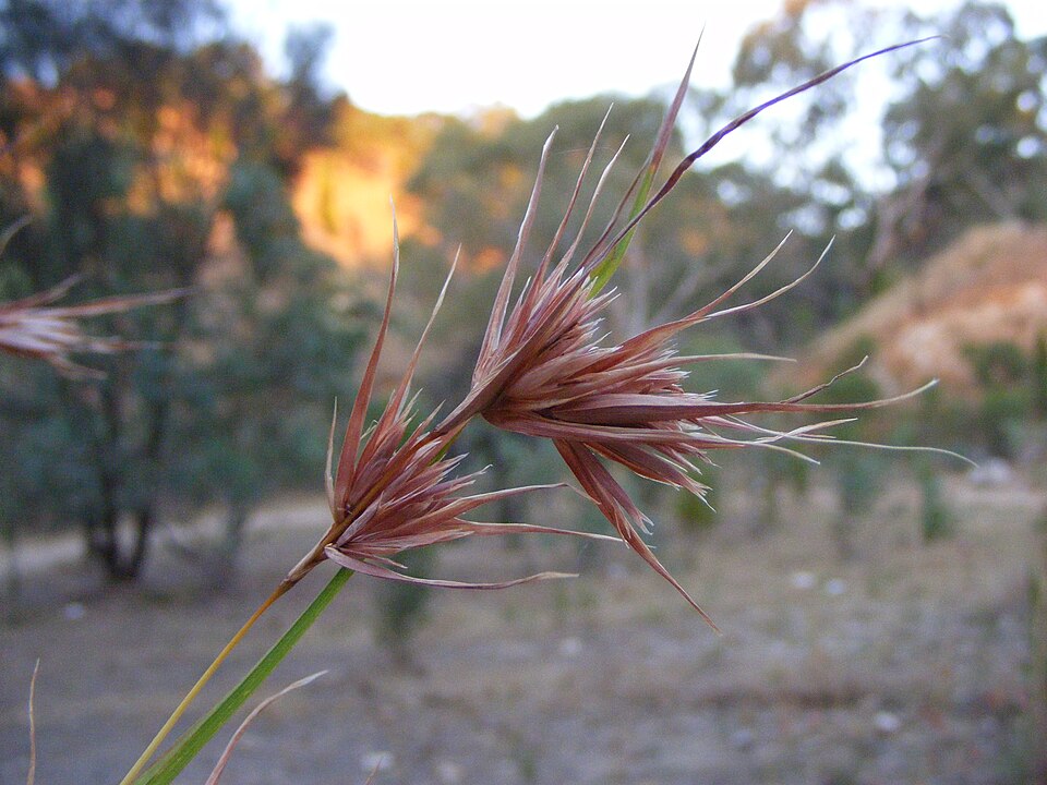 Themeda triandra (Kangaroo Grass)