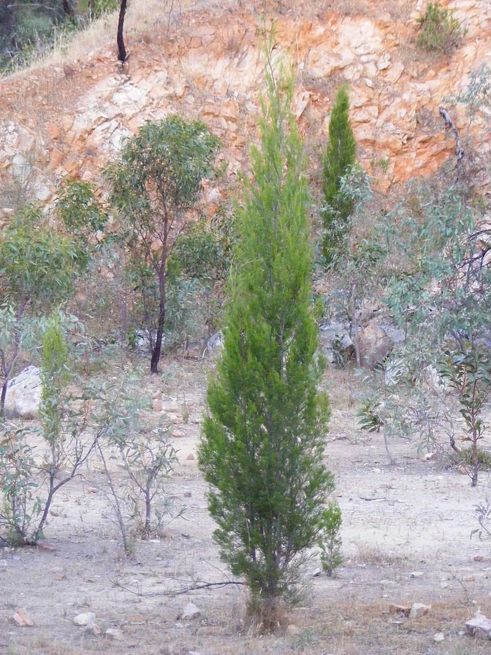 Callitris gracilis (Slender Cypress-pine) (alternate view 2)
