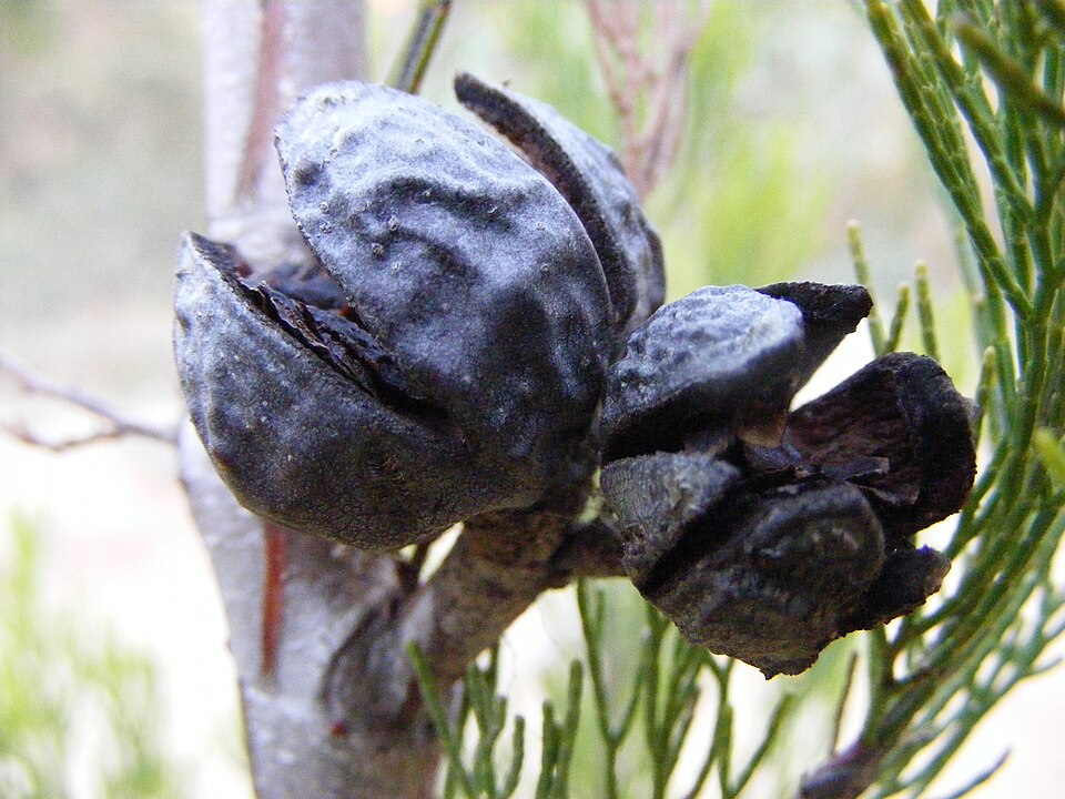 Callitris gracilis (Slender Cypress-pine) (alternate view 3)
