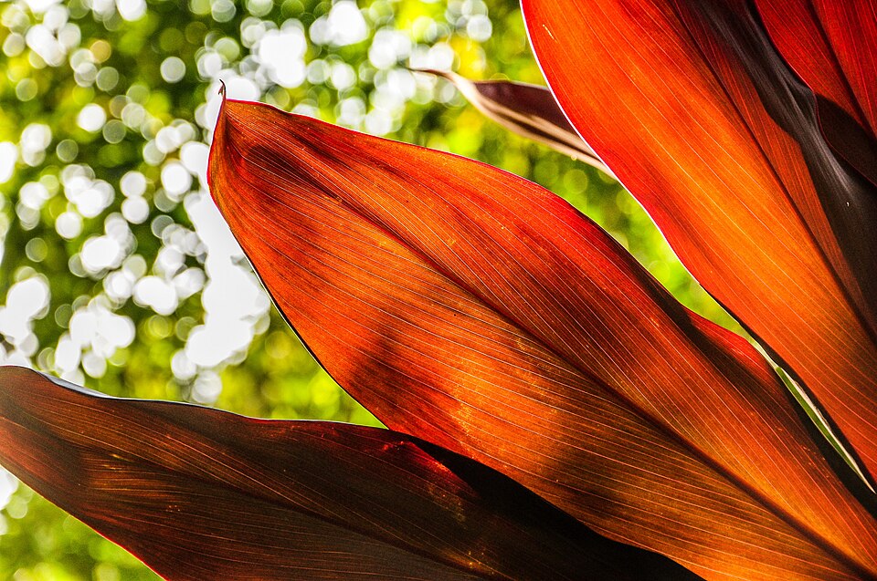 Cordyline (cabbage trees and allies) (alternate view 3)